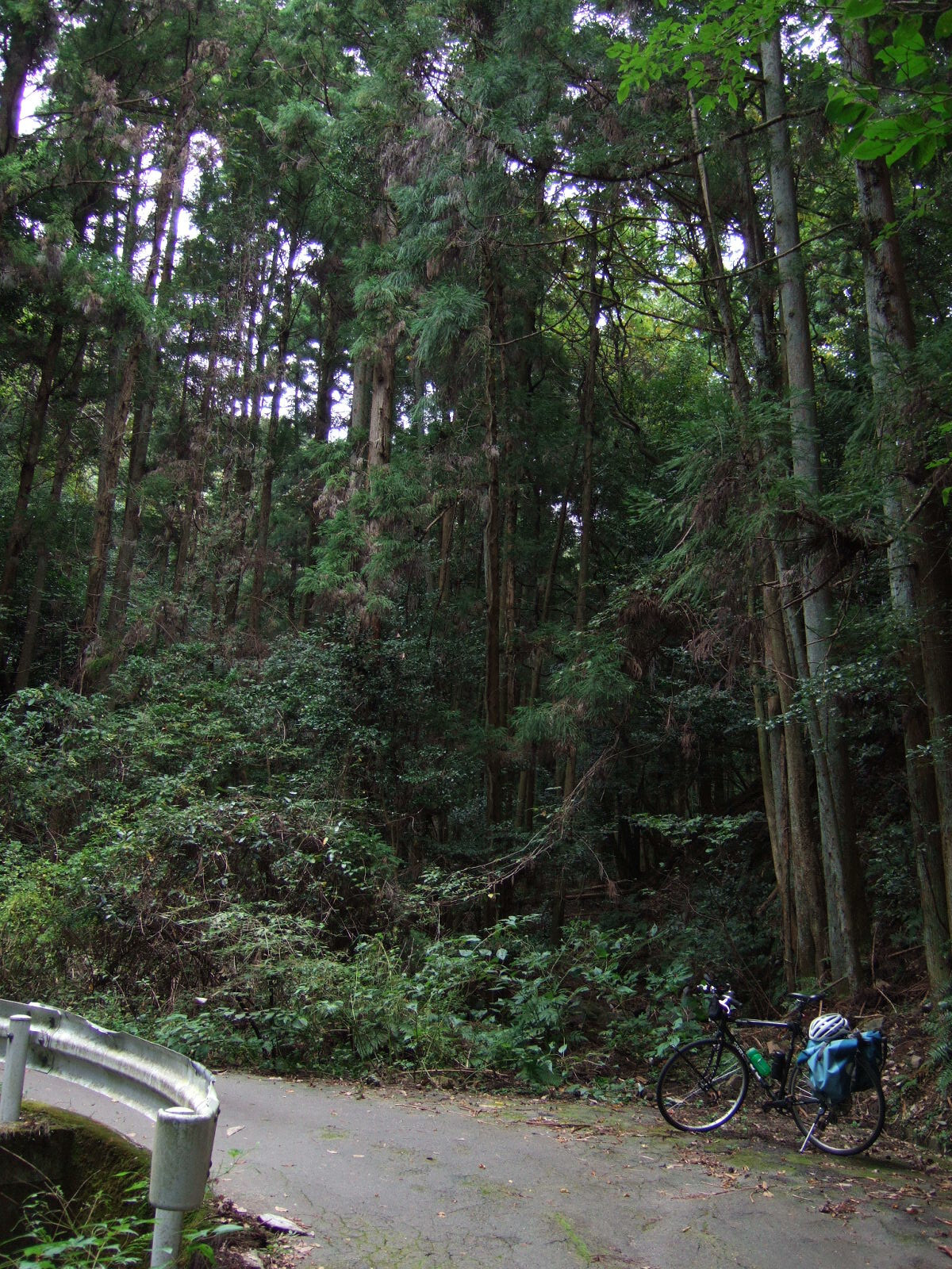 A bicycle parked on a road in the midst of towering cedar trees. A guardrail is visible in the foreground.