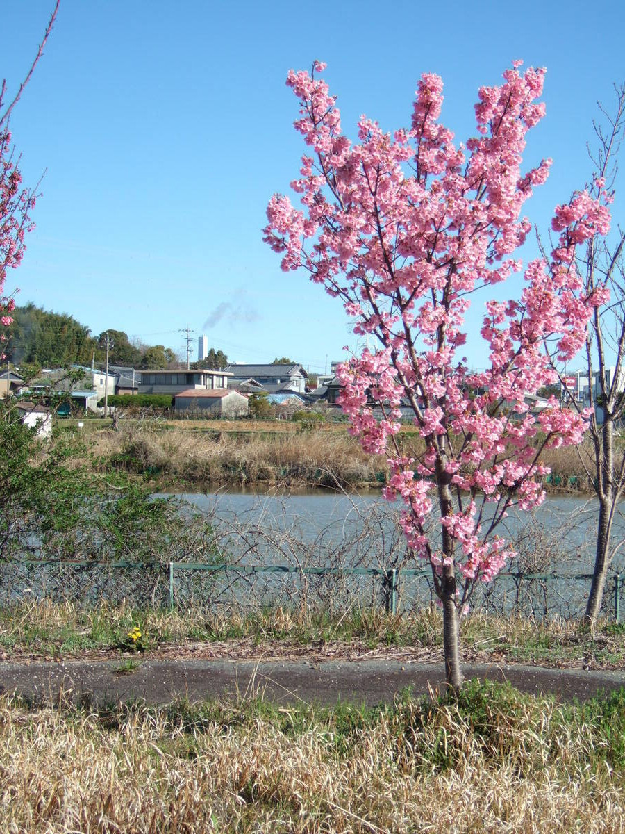 A plum tree in full bloom stands at the side of a road, in front of an open pond.