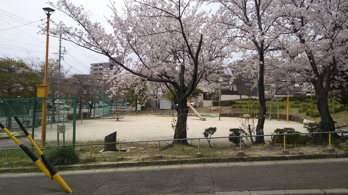 A clay-surfaced playground is edged with cherry blossom trees in bloom.