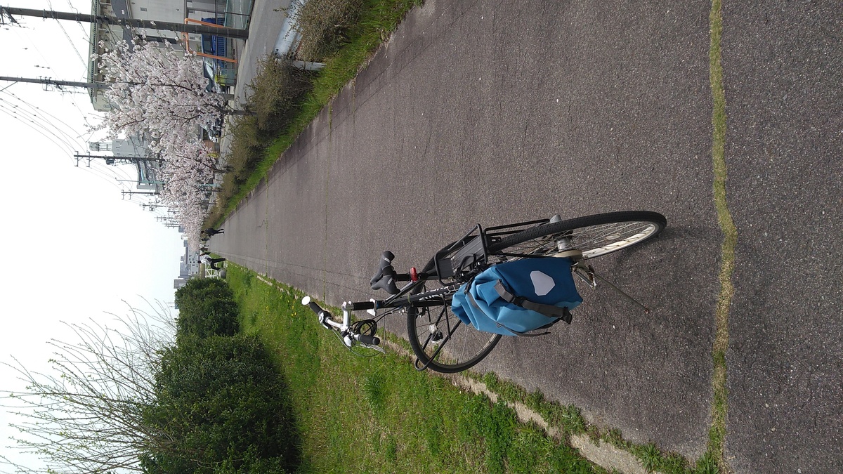 A riverside path for pedestrians and bicycles, bordered by cherry trees in bloom.