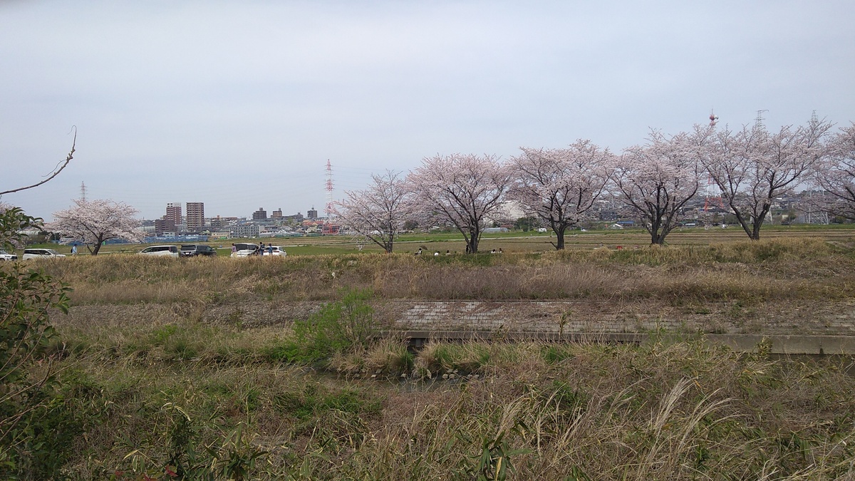 A row of blossoming cherry trees across the grassy banks for a river in the foreground, with high-tension power lines visible on the horizon behind.