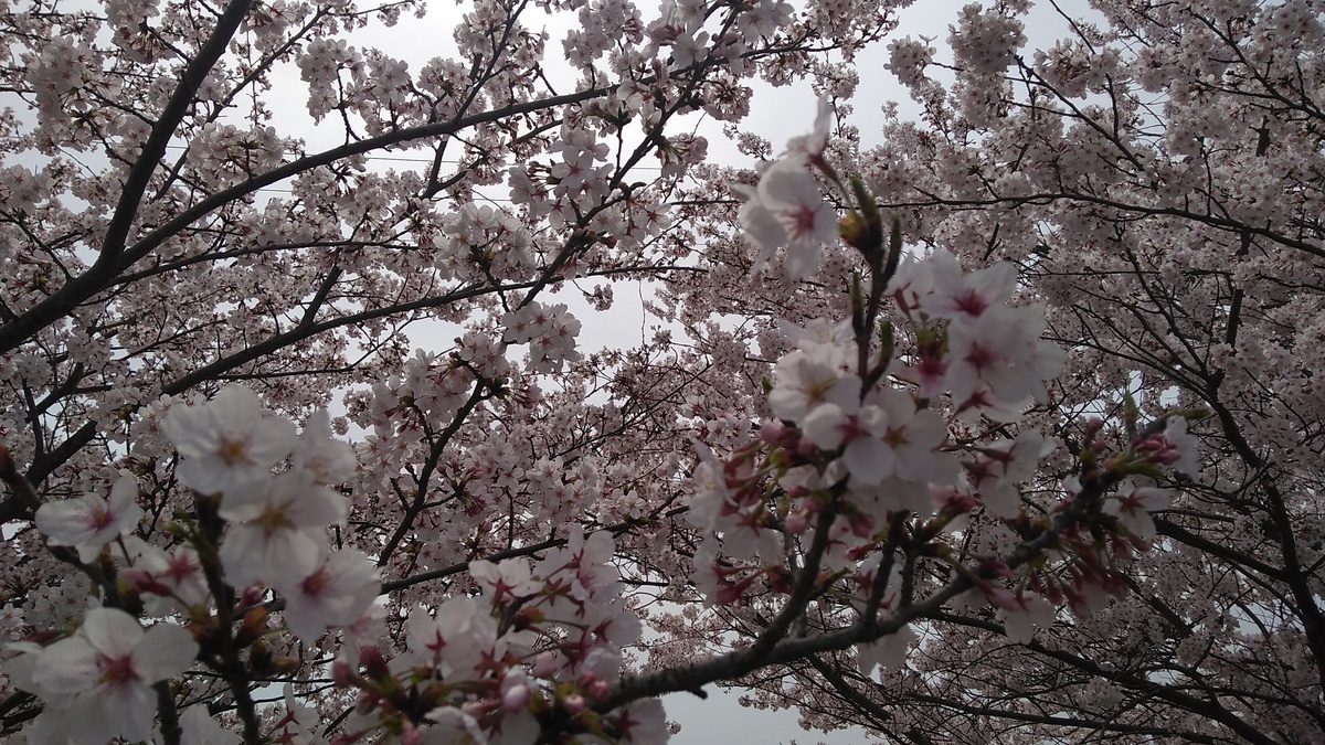 Blossoms on cherry tree branches, shot against a blue sky.