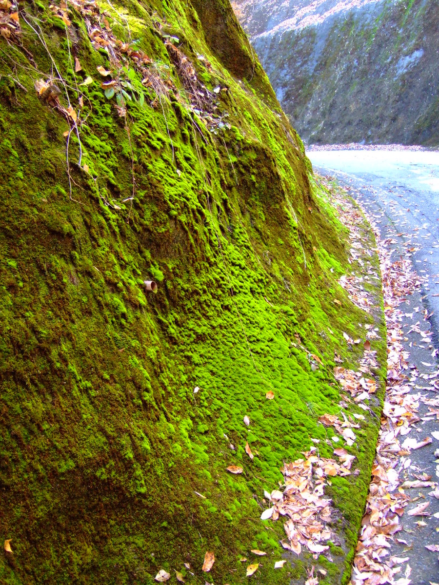 A roadside embankment stabilized with cemented facing covered in moss.