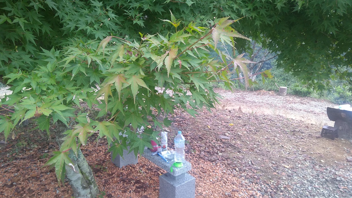 A branch of a Japanese maple with leaves just beginning to show signs of autumn color. A stone bench on which water bottles are resting is visible in the background below.