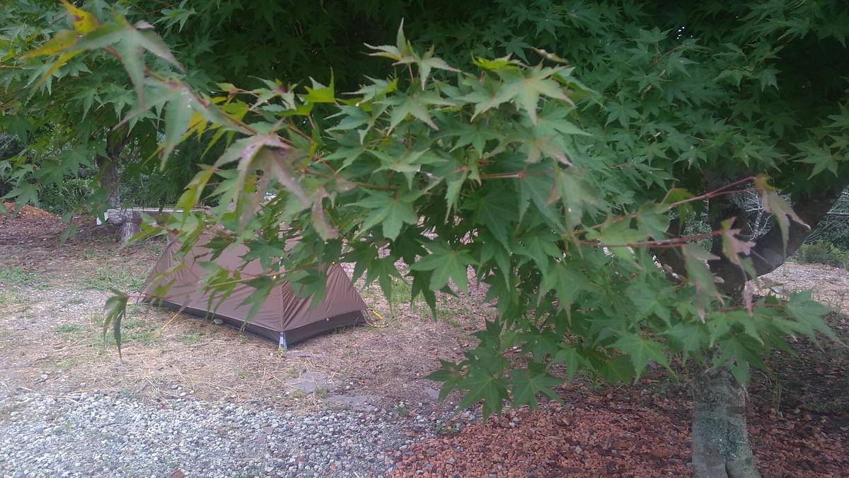 A branch of a Japanese maple with leaves just beginning to show signs of autumn color. A one-man tent is visible in the background.