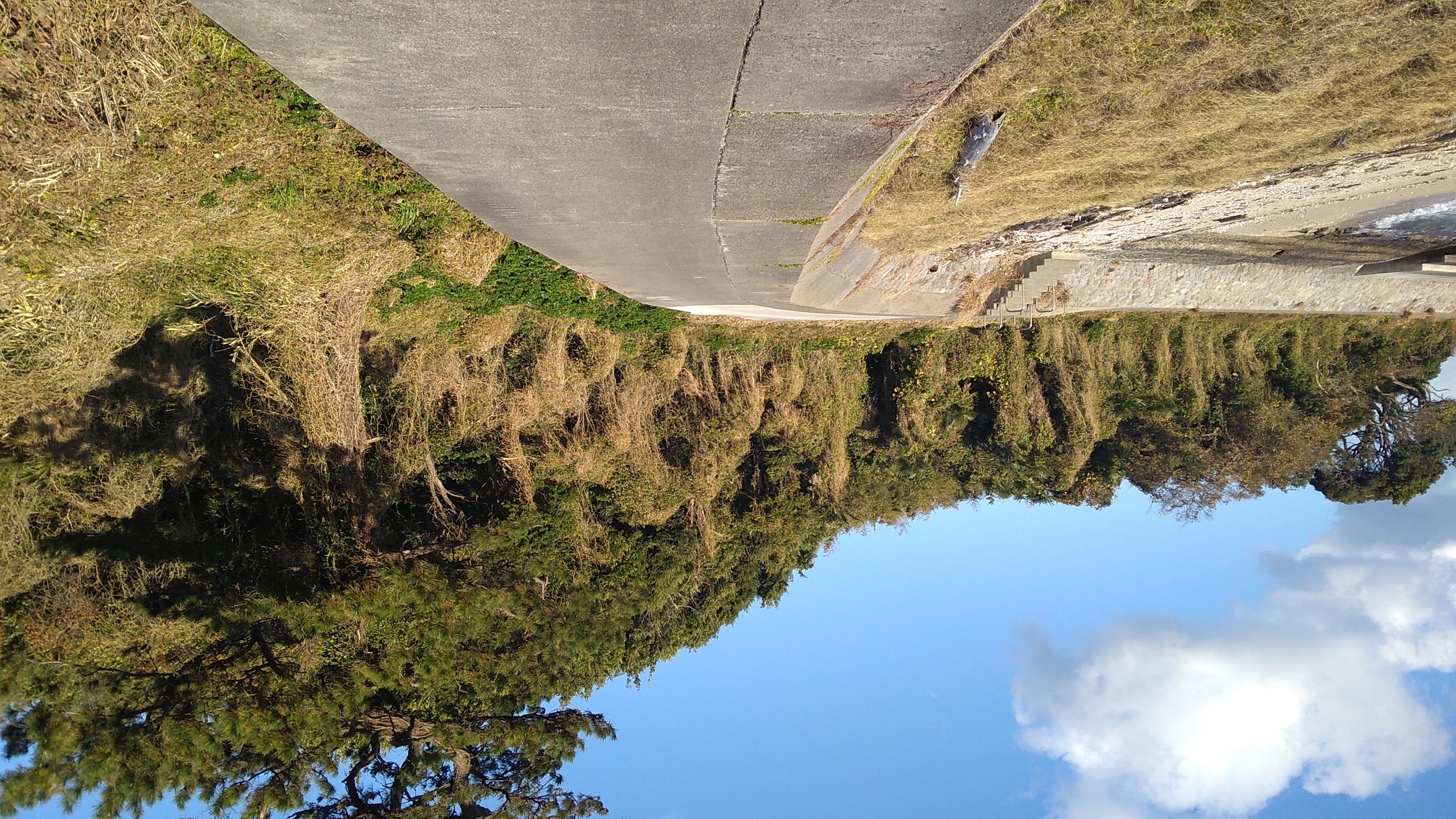 A concrete path running along a coastline, with beach and ocean to the left, and a row of trees swathed in vines windblown away from the coast by prevailing winds standing along the path to the right.