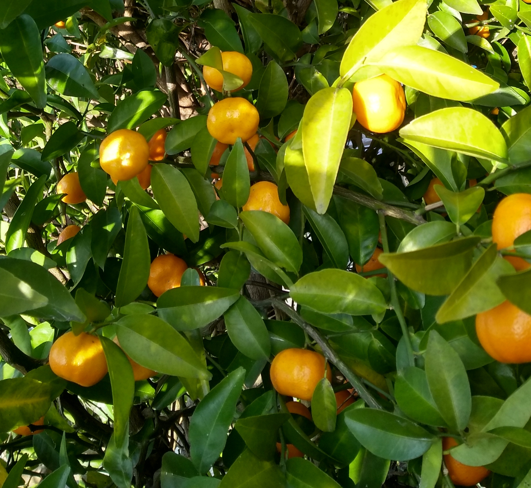 Close up view of the branches of shiikuasa tree with a dozen or so fruits.